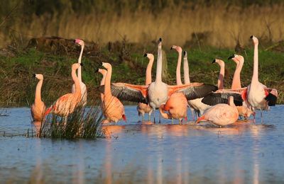 Flamingo's(Chileense) - Chilean and Greater Flamingos
