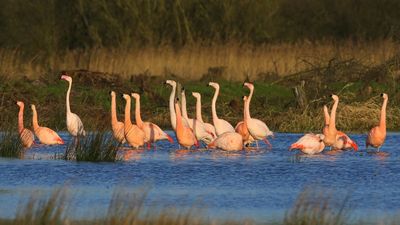 Flamingo's(Chileense) - Chilean and Greater Flamingos