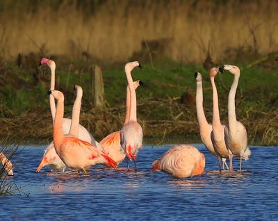 Flamingo's(Chileense) - Chilean and Greater Flamingos
