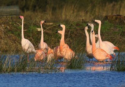 Flamingo's(Chileense) - Chilean and Greater Flamingos
