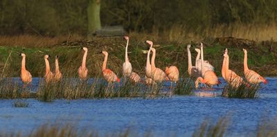 Flamingo's(Chileense) - Chilean and Greater Flamingos
