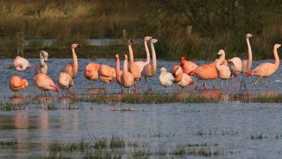 Flamingo's(Chileense) - Chilean and Greater Flamingos
