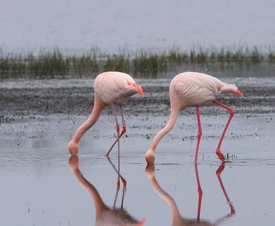 Flamingo's - Greater Flamingos