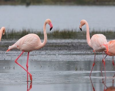 Flamingo's - Greater Flamingos