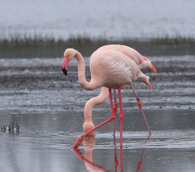 Flamingo's - Greater Flamingos
