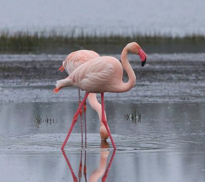 Flamingo's - Greater Flamingos