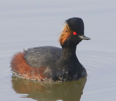 Geoorde Fuut - Black-necked Grebe