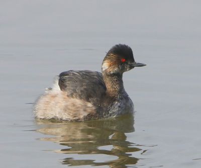 Geoorde Fuut - Black-necked Grebe