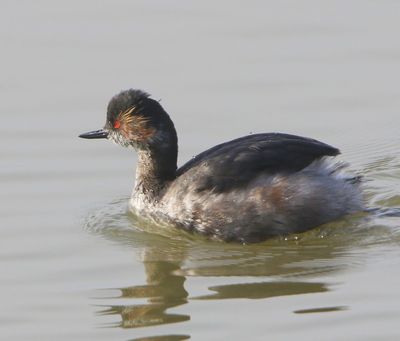 Geoorde Fuut - Black-necked Grebe