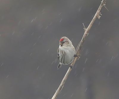 Grote Barmsijs - Mealy Redpoll