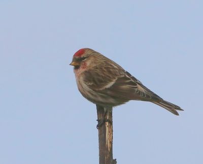 Grote Barmsijs - Mealy Redpoll