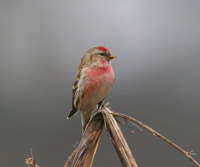 Grote Barmsijs - Mealy Redpoll