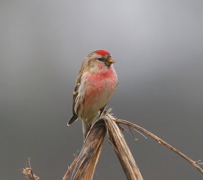 Grote Barmsijs - Mealy Redpoll