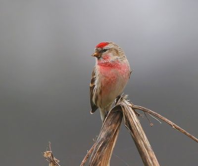 Grote Barmsijs - Mealy Redpoll