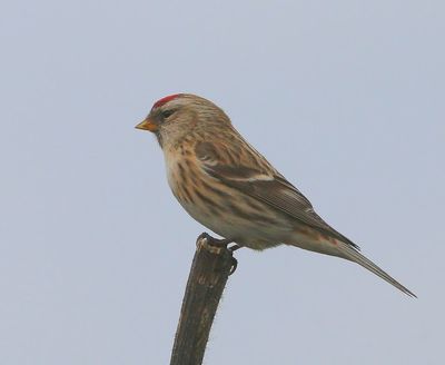 Grote Barmsijs - Mealy Redpoll