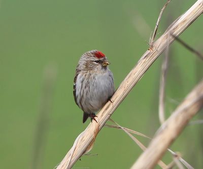 Grote Barmsijs - Mealy Redpoll