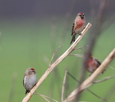 Grote Barmsijzen - Mealy Redpolls