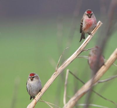 Grote Barmsijzen - Mealy Redpolls