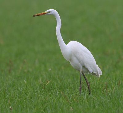 Grote Zilverreiger - Great Egret