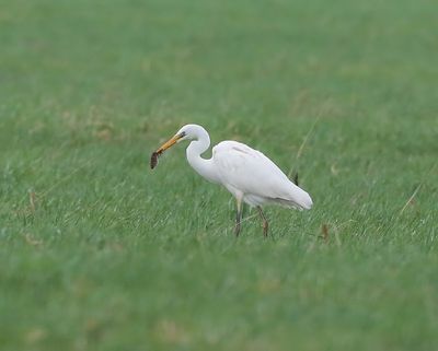 Grote Zilverreiger - Great Egret