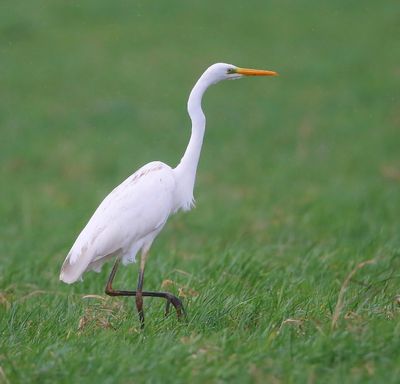 Grote Zilverreiger - Great Egret