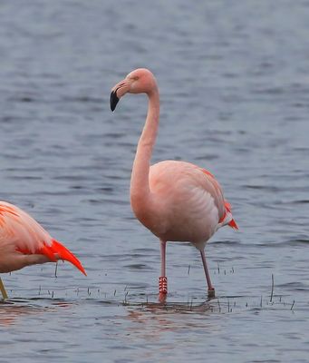ChileensexFlamingo - ChileanxGreater Flamingo