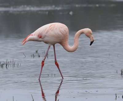 ChileensexFlamingo - ChileanxGreater Flamingo