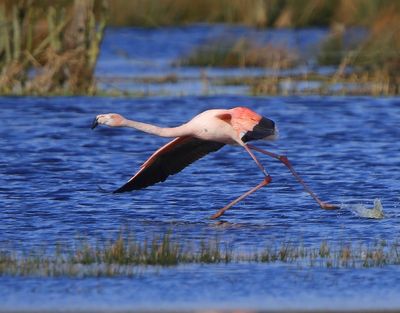 ChileensexFlamingo - ChileanxGreater Flamingo