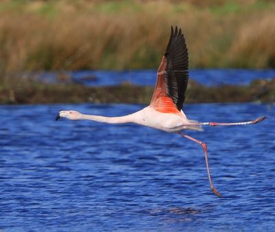 ChileensexFlamingo - ChileanxGreater Flamingo