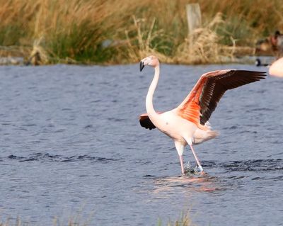 ChileensexFlamingo - ChileanxGreater Flamingo