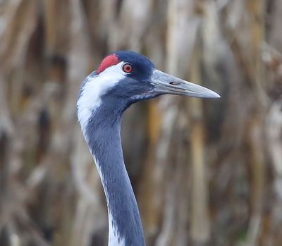 Kraanvogel - Common Crane