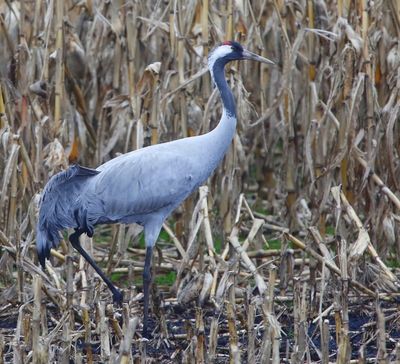 Kraanvogel - Common Crane