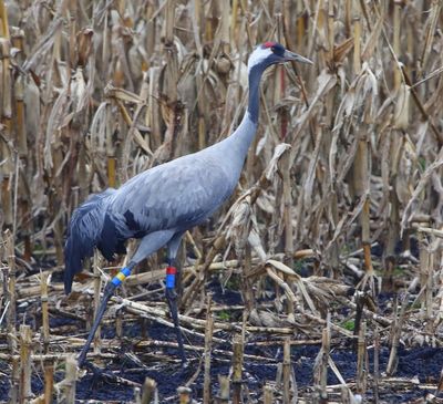 Kraanvogel - Common Crane