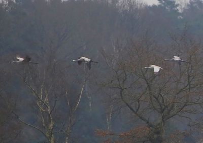 Kraanvogels - Common Cranes