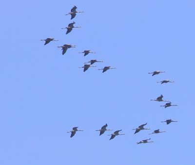 Kraanvogels - Common Cranes