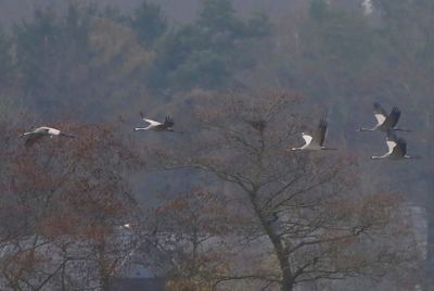 Kraanvogels - Common Cranes