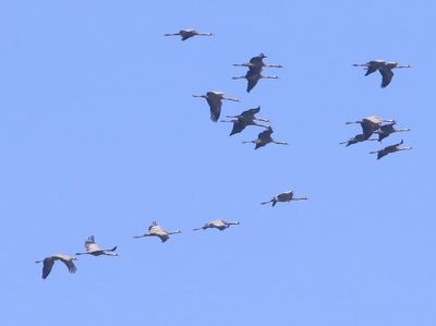 Kraanvogels - Common Cranes