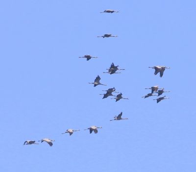 Kraanvogels - Common Cranes