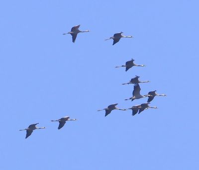 Kraanvogels - Common Cranes