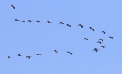 Kraanvogels - Common Cranes