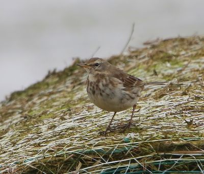 Waterpieper - Water Pipit