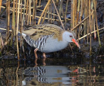Waterral - Water Rail