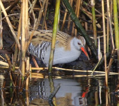 Waterral - Water Rail