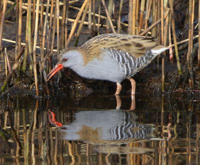 Waterral - Water Rail