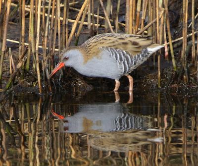 Waterral - Water Rail