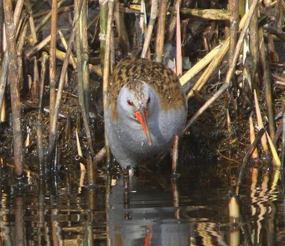 Waterral - Water Rail