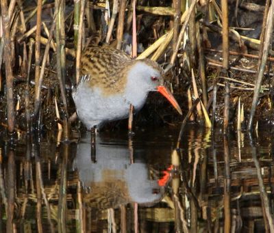 Waterral - Water Rail