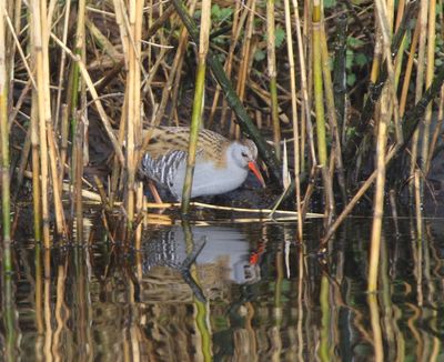 Waterral - Water Rail