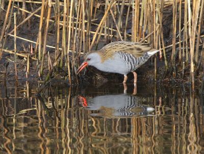 Waterral - Water Rail