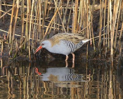 Waterral - Water Rail